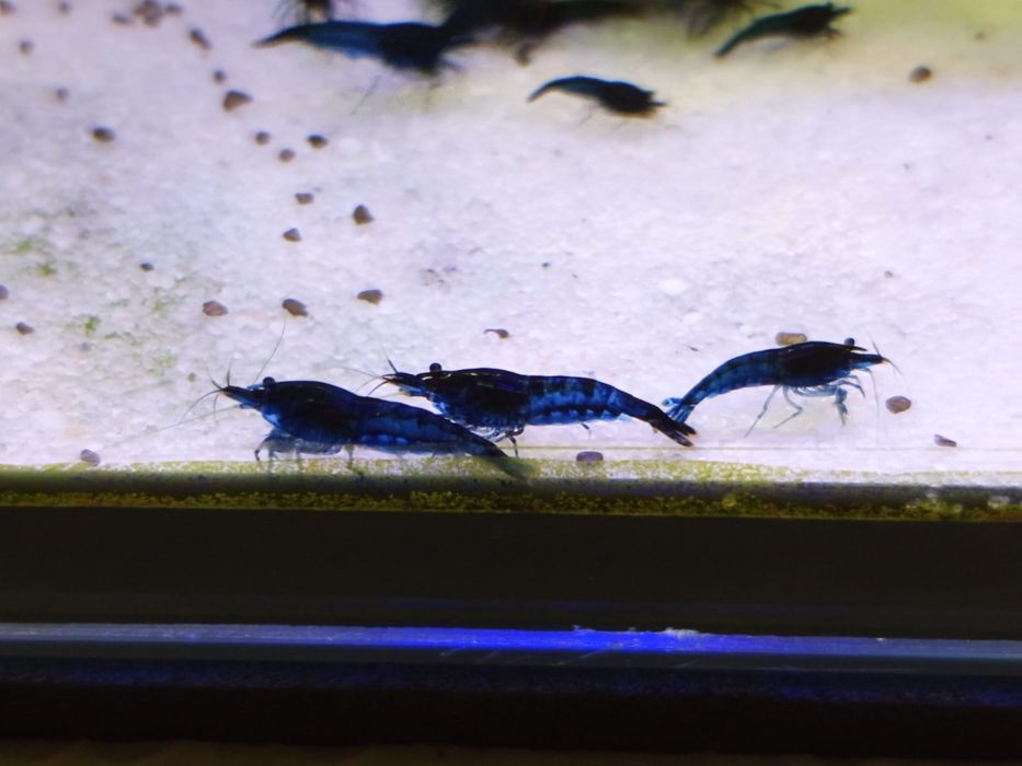 Krewetki / Krewetka Blue Velvet - Wysyłam