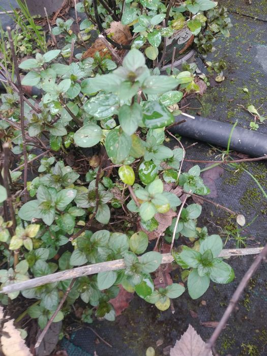 Aromáticas horta da casa