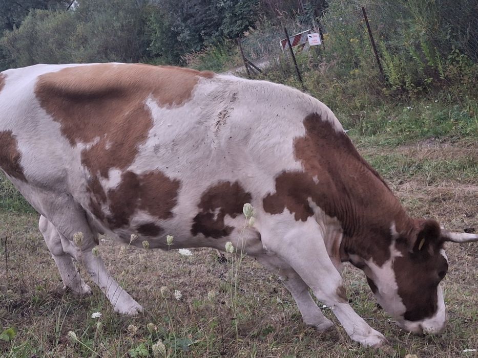 Krowa na sprzedaż