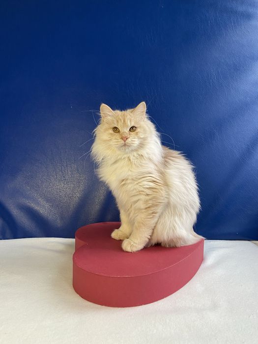 Курильський бобтейл, родовід, чіп, вет паспорт