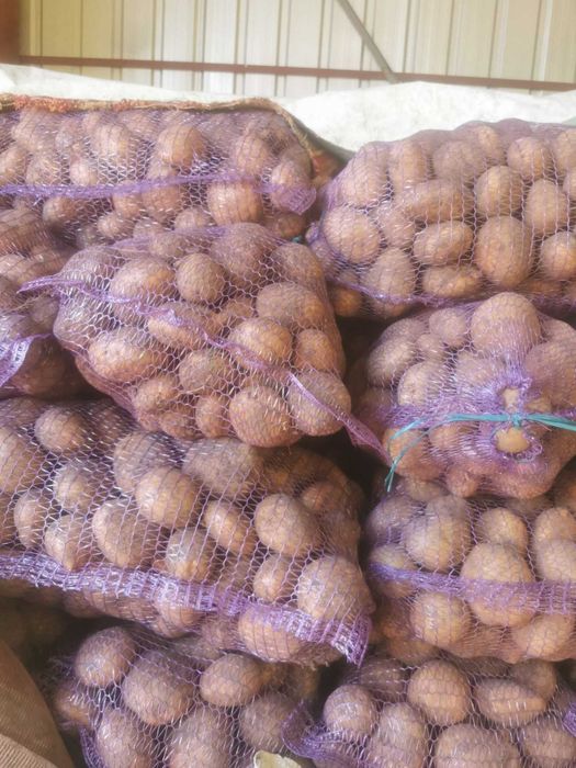 Продам картоплю коннект