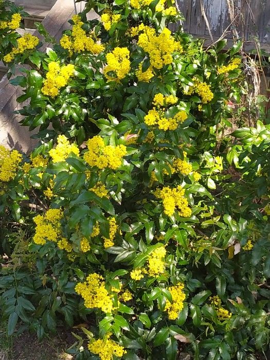 Магонія падуболиста 4-5 річні рослини