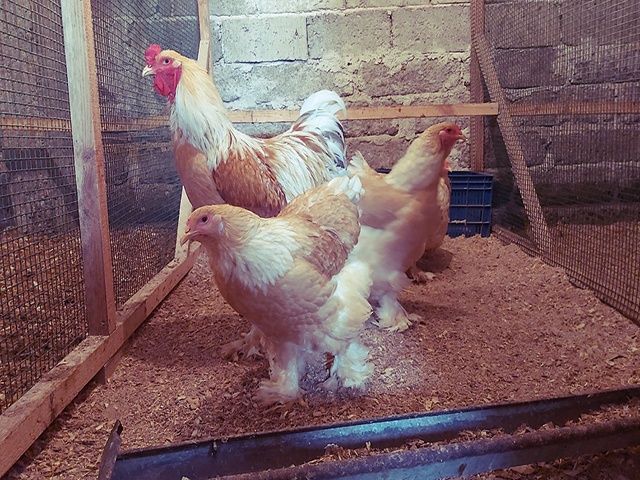 Інкубаційне яйце та курчата. Кохінхін: ізабелла, біле золото.