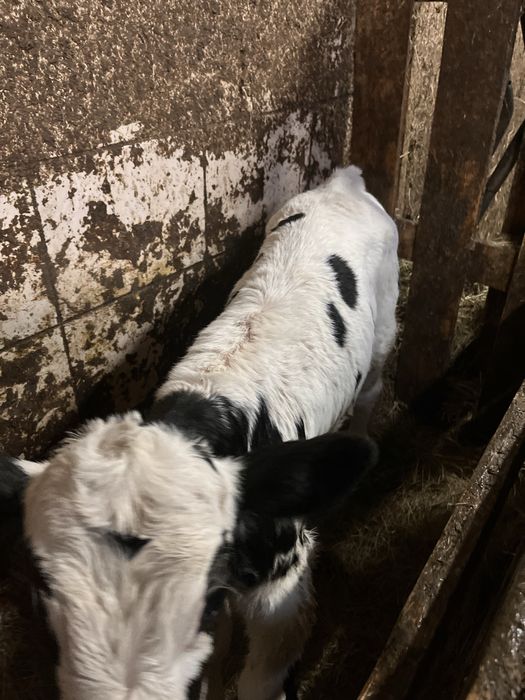 Byczek  cielak simental