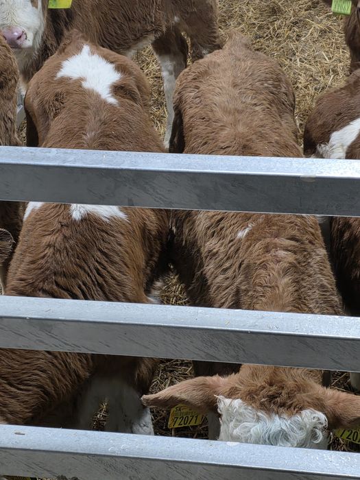 Byczki simentale 10 sztuk