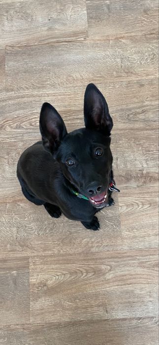 Собачка в добрі руки