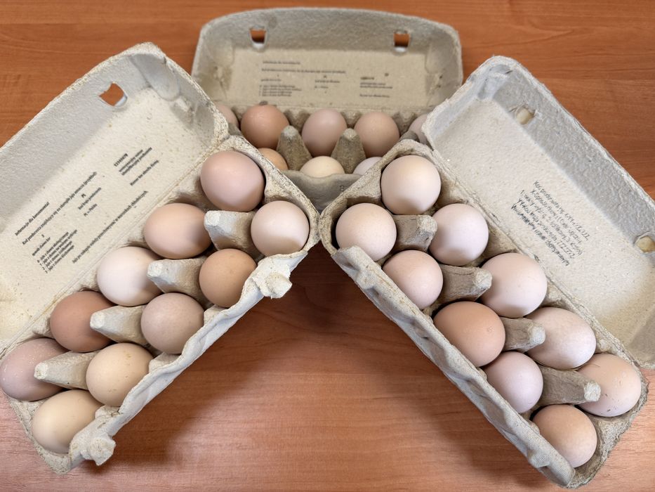 Jaja lęgowe Australorp, wzorzec rasy, jajka lęgowe