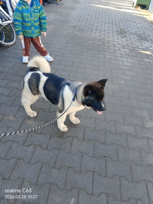 Gotowy do przeprowadzki do nowego domu Akita AmerykańskaFSI.