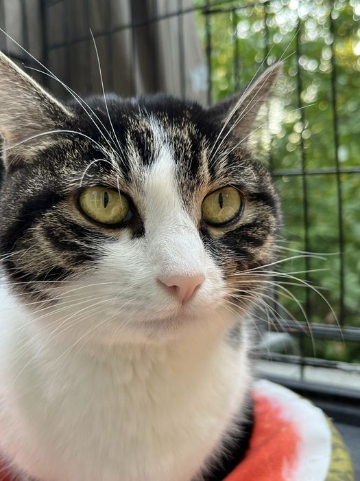 Młodziutka kotka Sówka szuka domu