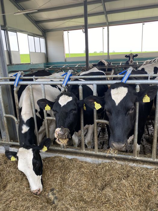 Jalowice wysokocielne