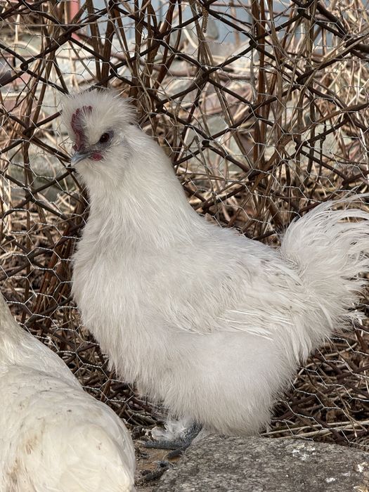 Kogut Silka jedwabista mlody