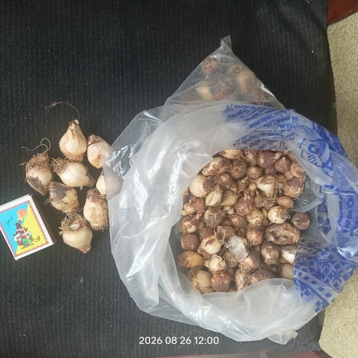 Мускарі махрові - цибулини різного розміру
