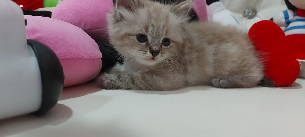 Котята Невские маскарадные