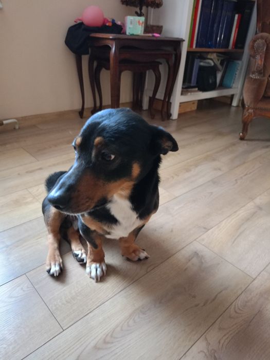 Murzynek szuka domu.