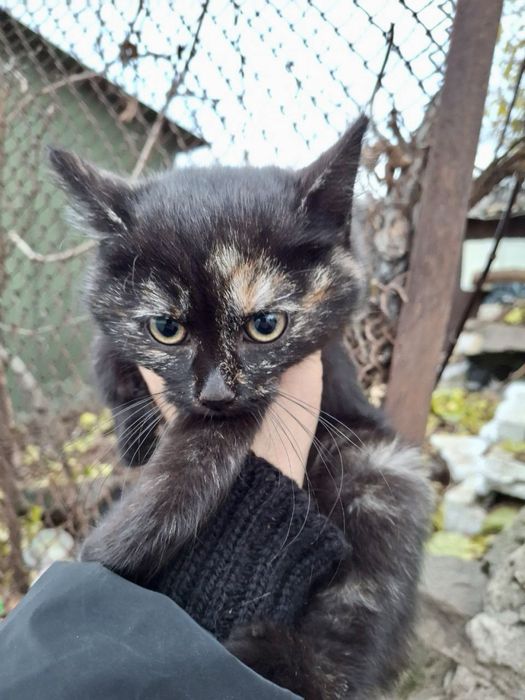 котик, кошеня, кіт