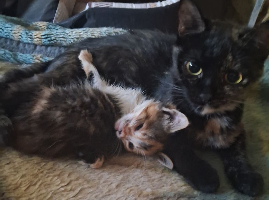 Котята, коты и кошки бесплатно