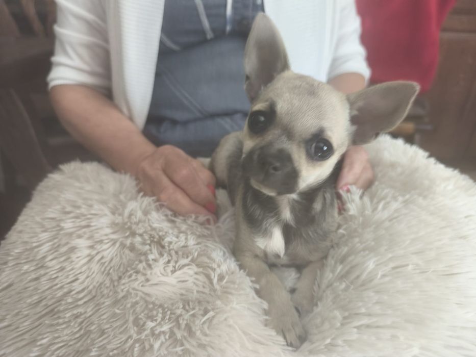 Chihuahua śliczna sunia