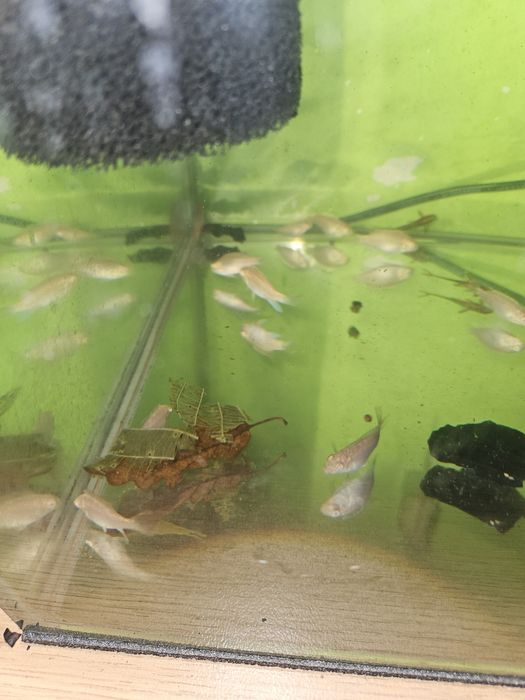 Barwniak czerwonobrzuchy albinos