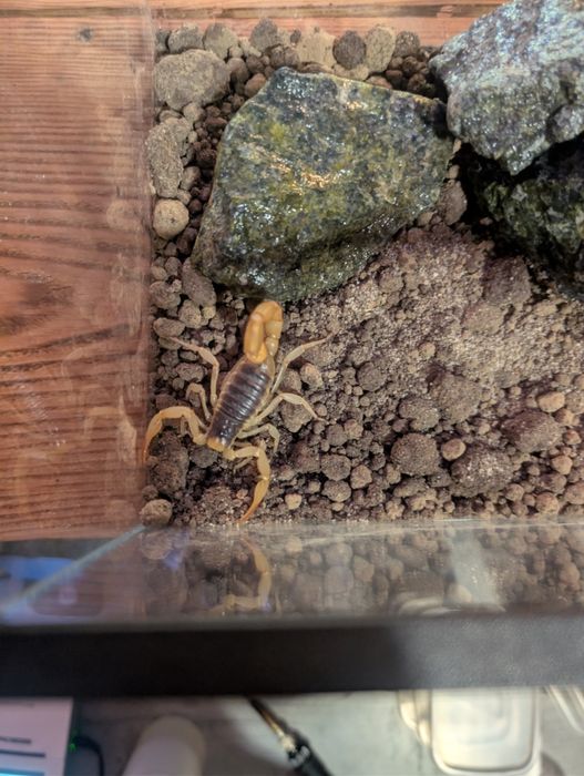 Duży skorpion pustynny Hadrurus arizonensis