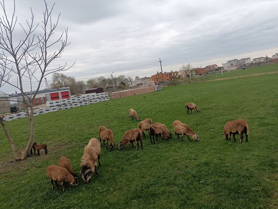 Sprzedam barany kameróńskie