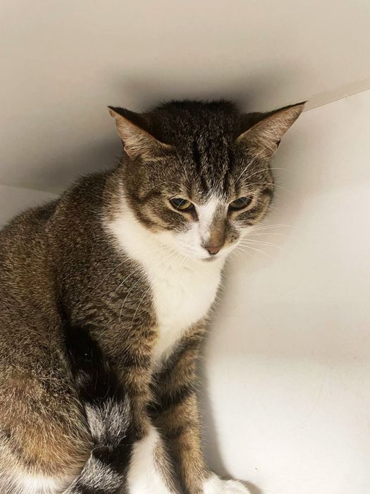 Кішечка Настя шукає родину! 1 рік. Стерилізована.Кішка.Кіт.коти