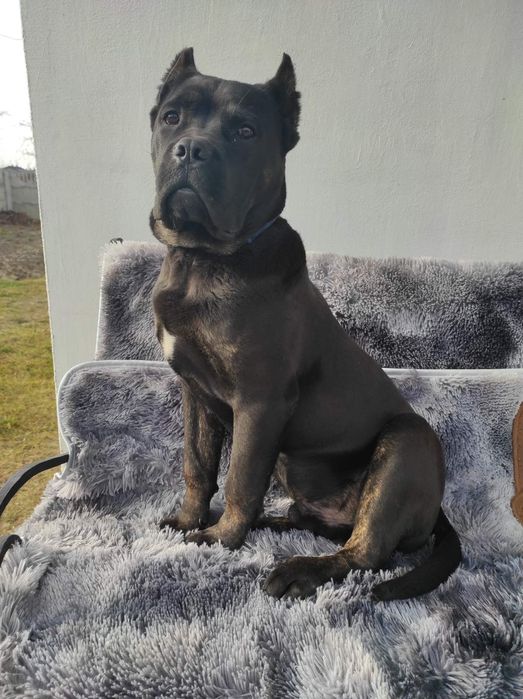 Кане-Корсо В'язка.