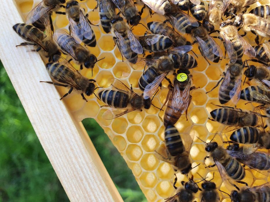WCZESNE ODKŁADY Majowe ― Mocne PAKIETY Pszczół ― MŁODE MATKI na 2026!!