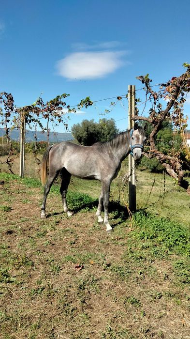 Poldro puro sangue árabe