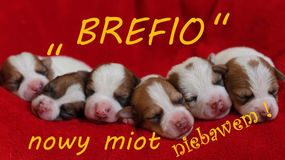 ZAPOWIEDŹ Suczka Jack Russell Terrier  "BREFIO" / bad. genetyczne