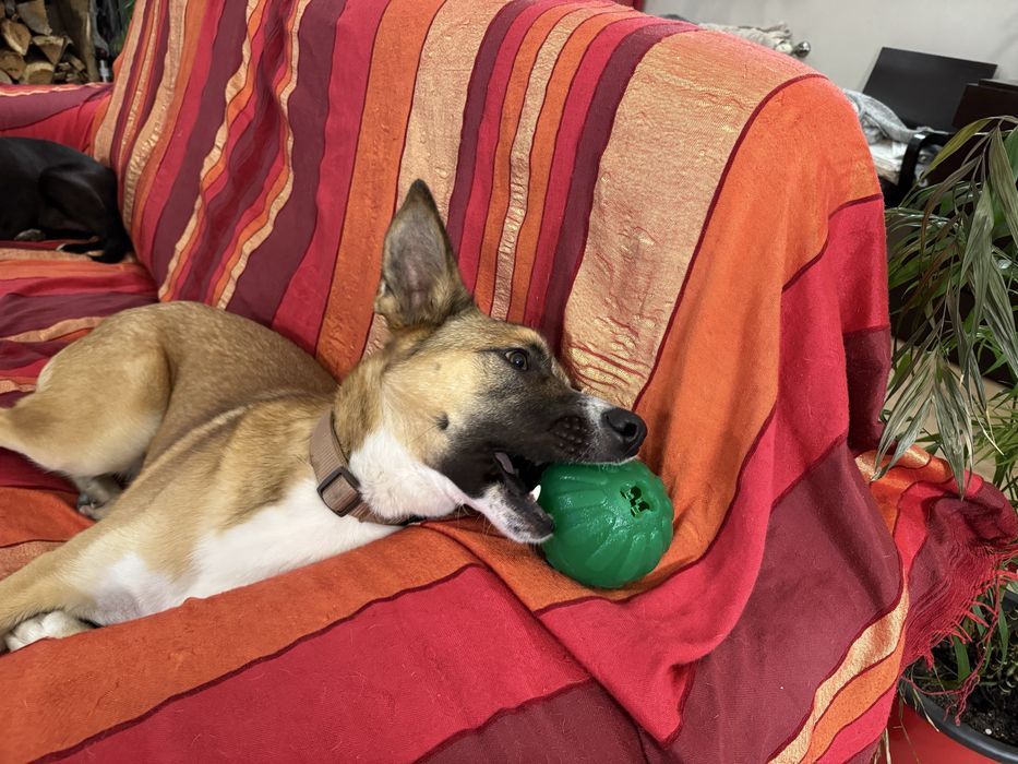 Cachorrao 1 ano dá-se bem com caes e gatos