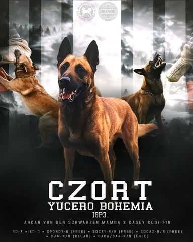 Owczarek Belgijski Malinois