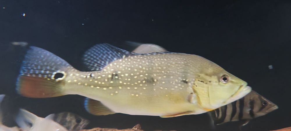 Cichla xingu 2szt