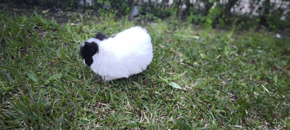 Spitz alemão anão femea Lulu da Pomerânia criado em ambiente familiar