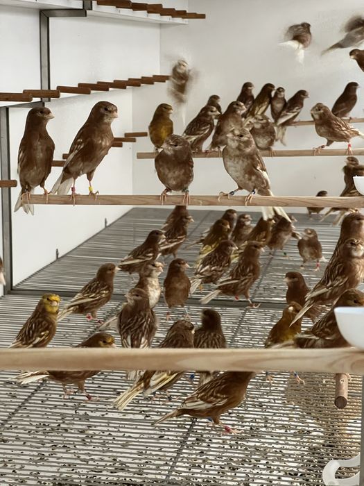 Canários Phaeo Branco ou Amarelo