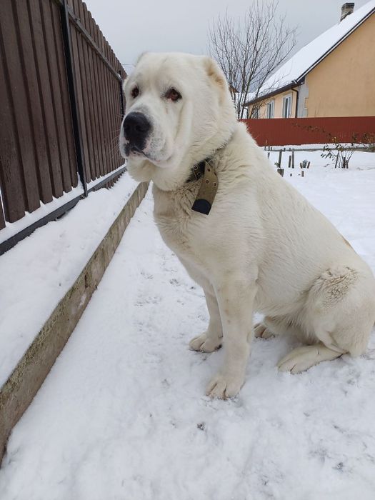 Кабель Алабай в'язка