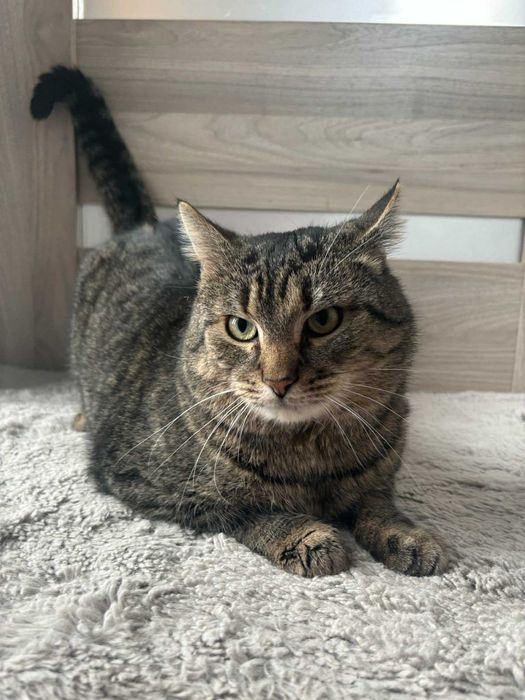 Boczek  - dwuletni przytulas poleca się do adopcji.