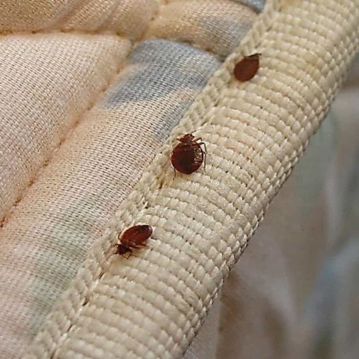 DESINFESTAÇÃO CONTROLO D EPRAGAS PERCEVEJOS BARATAS PULGAS TÉRMITAS