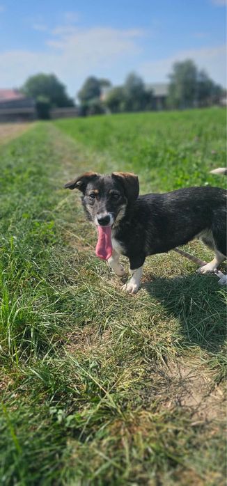 Piekna suczka mloda - Karolinka do adopcji szuka domu