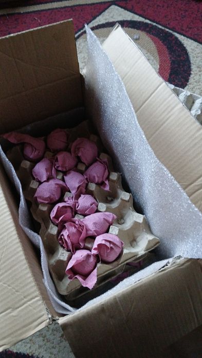 Бірківська барвиста інкубаційні яйця курей.