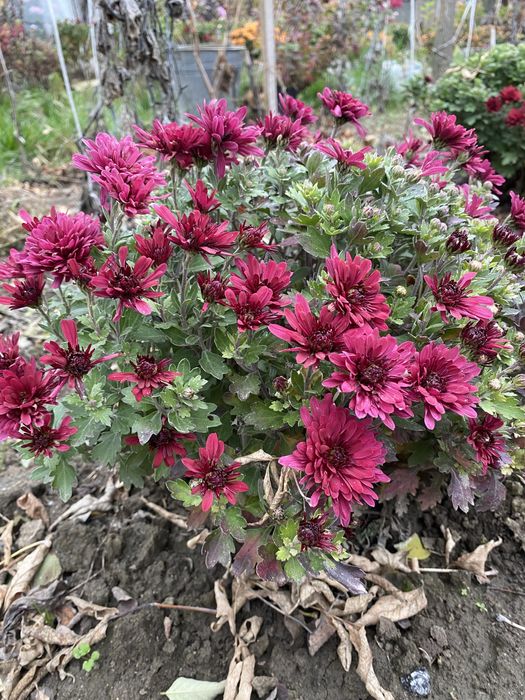 Маточні кущі хризантем мультифлора