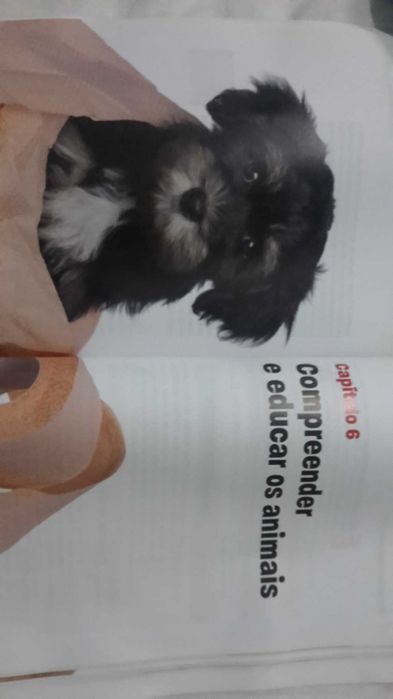 CAES GATOS E OUTRAS Companhias. Conselhos 192 Pag. 6 Fotos