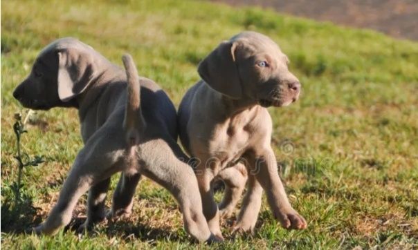 Weimaraner cachorro