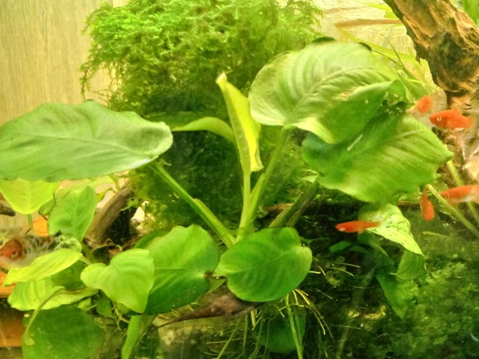 Roślina  akwariowa Anubias