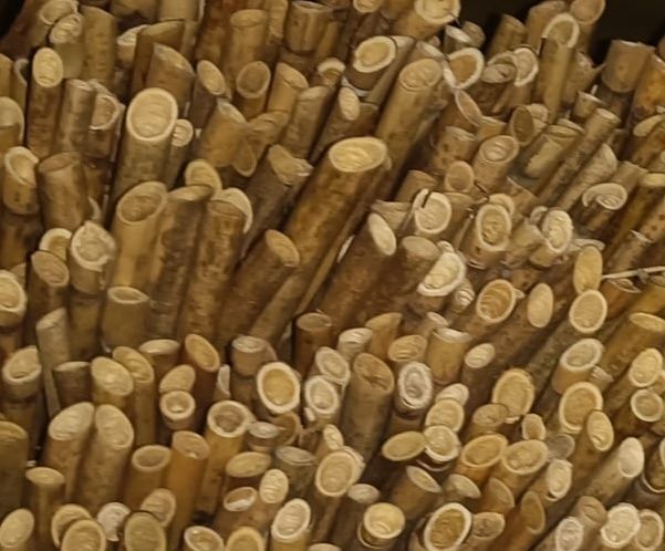 Trzcina pszczoła murarka domek dla pszczół owadów