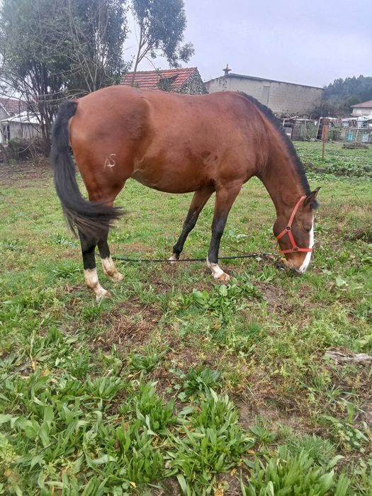 Égua  pura lusitana cheia