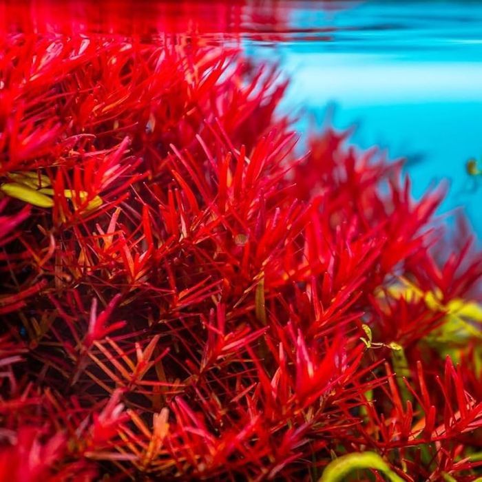 Rotala Rotundifolia 'H'ra''
