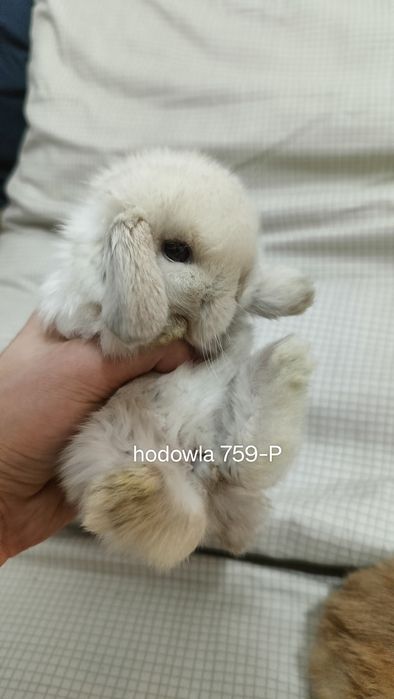 Mini lop króliki karzełek miniaturka baranek hodowla