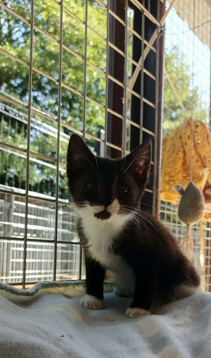 Kot szuka domu, adopcja kotów, koty do oddania