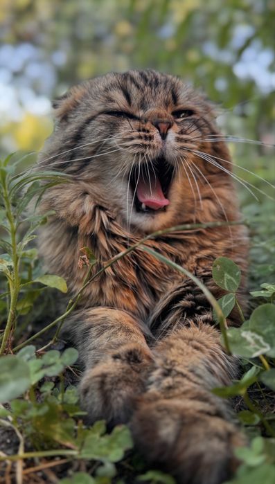 котята кошенята котики