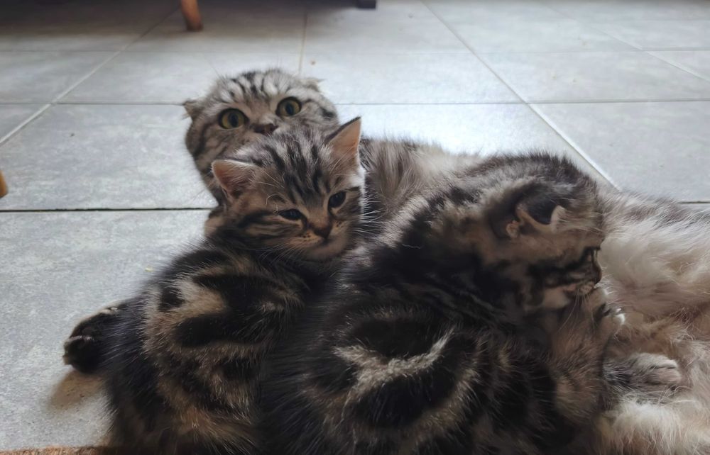 Шотландские мраморные котята